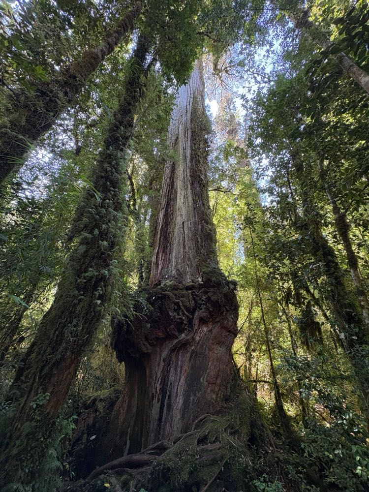 Tronco de alerce en el bosque