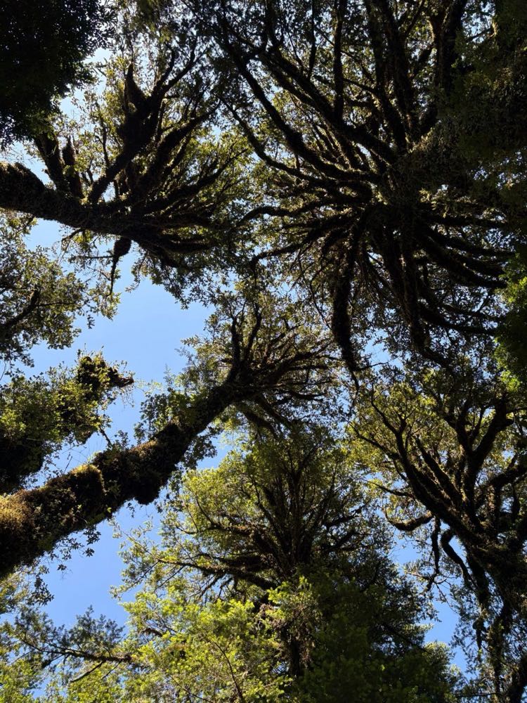 Copas de árboles nativos vistas desde abajo, con el cielo entre las ramas